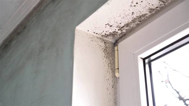 Best Mold Remediation for Schools in Mckinney, TX