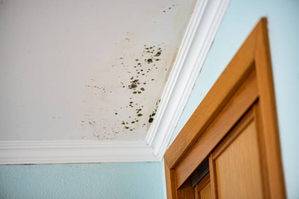 Best Kitchen Mold Remediation in Mckinney, TX