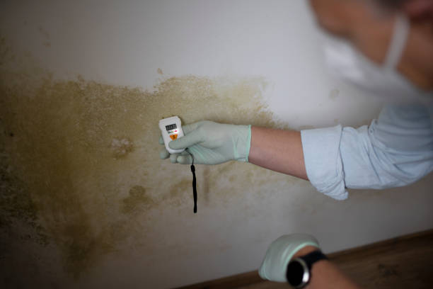 Best Health and Safety Mold Remediation in Mckinney, TX