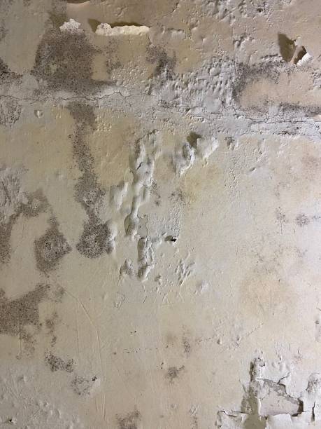 Best Black Mold Remediation in Mckinney, TX