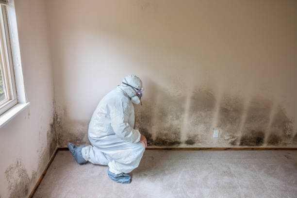 Best Residential Mold Remediation in Mckinney, TX