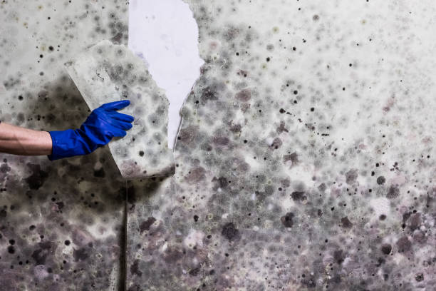 Best Insurance-Related Mold Remediation in Mckinney, TX