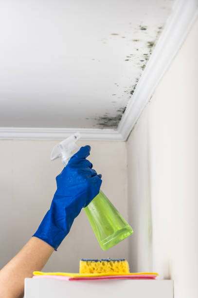 Best Residential Mold Remediation in Mckinney, TX