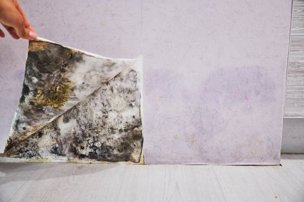 Best Basement Mold Remediation in Mckinney, TX